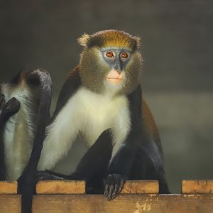 Changde Tongfa Wildlife World - Lowe's mona monkey