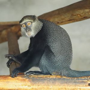 Changde Tongfa Wildlife World - Blue monkey