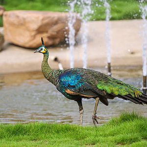 Changde Tongfa Wildlife World - Green peafowl