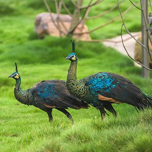 Changde Tongfa Wildlife World - Green peafowl