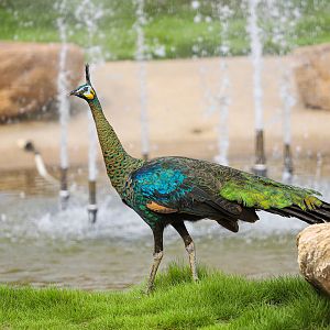 Changde Tongfa Wildlife World - Green peafowl