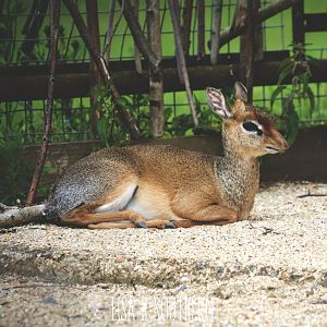 Kirk's Dik Dik