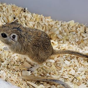 Mongolian gerbil - adult