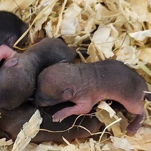 Mongolian gerbils - nestyoung
