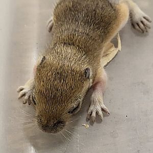 Mongolian gerbil - juvenile