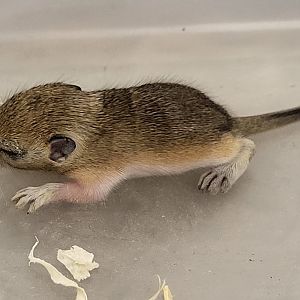 Mongolian gerbil - juvenile
