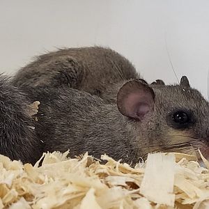 European edible dormouse