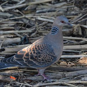 Ryukyu turtle dove (Streptopelia orientalis stimpsoni)