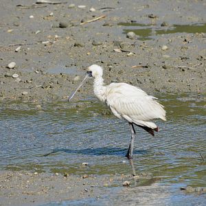Black-faced spoonbill (Platalea minor)