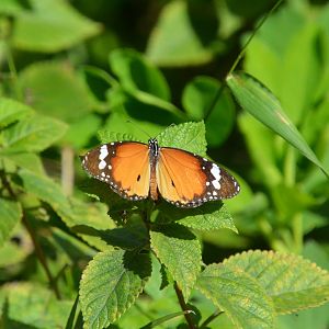 Oriental plain tiger (Danaus chrysippus chrysippus)