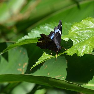 Ryukyu blue admiral (Kaniska canace ishima)
