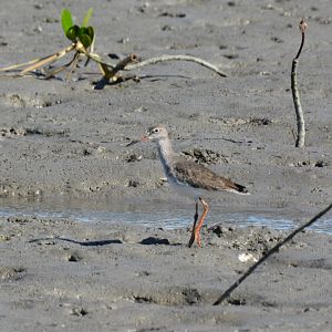 Asian common redshank (Tringa totanus ussuriensis)