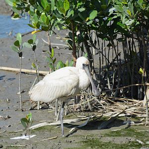 Black-faced spoonbill (Platalea minor)