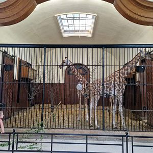 Antelope house, Giraffe