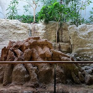 Termite exhibit, Gamgoas
