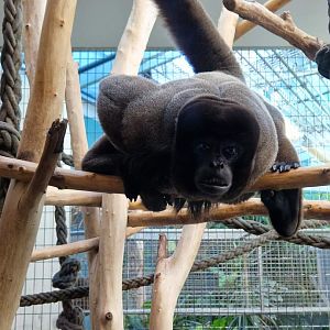 Woolly Monkey