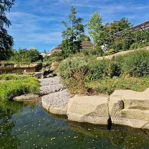 Small-clawed Otter exhibit