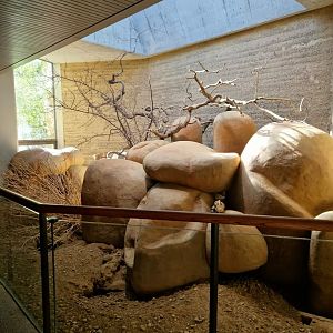 Meerkat indoor, Etosha house