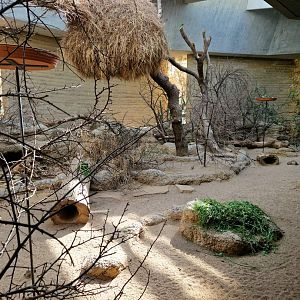 Rock Hyrax / African Ground Squirrell/ Black-cheeked Lovebird/ Sociable Weaver