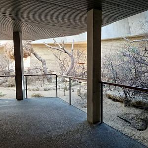 Rock Hyrax / African Ground Squirrell/ Black-cheeked Lovebird/ Sociable Weaver