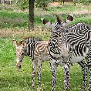 Grevy's Zebra - Henna and foal Zinabi