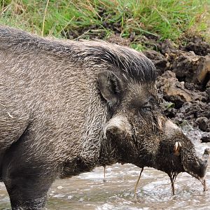 Visayan Warty Pig