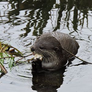 Asian Small Clawed Otter