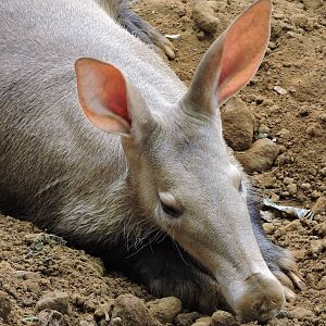 Aardvark