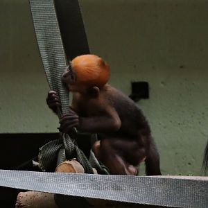 Baby Francois Langur