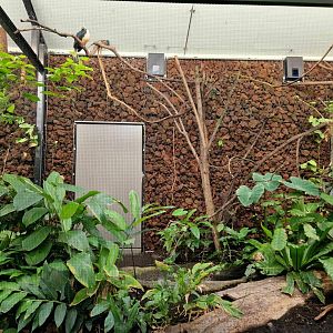 Visyan Hornbill exhibit