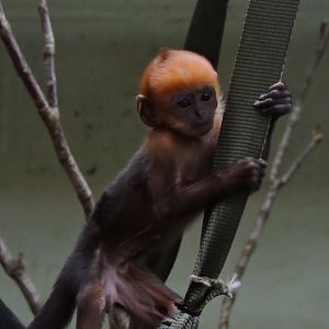 Baby Francois Langur 2