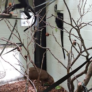 Francois Langur & Babirusa