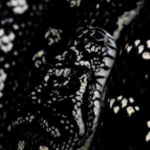 Diamond python (Morelia spilota spilota)