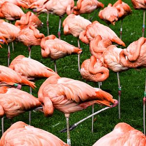 Flamingos at Koeln