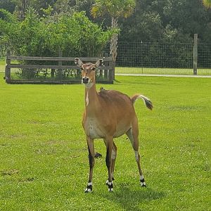 Wild Florida Safari (2022) - Nilgai (Safari Drive-thru)