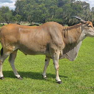 Wild Florida Safari (2022) - Common Eland (Safari Drive-thru)