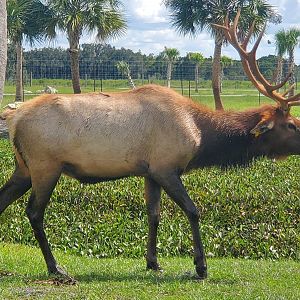 Wild Florida Safari (2022) - Elk (Safari Drive-thru)