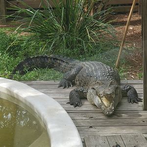 Wild Florida Safari (2022) - New Guinea Crocodile
