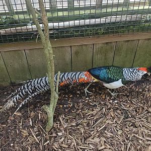 Wild Florida Safari (2022) - Lady Amherst's Pheasant
