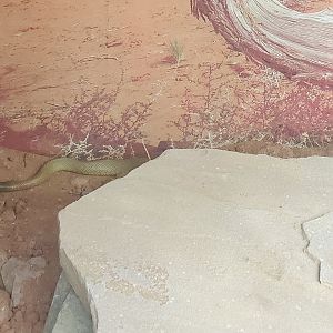 Wild Florida Safari (2022) - Inland Taipan