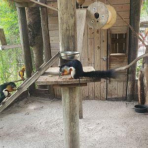 Wild Florida Safari (2022) - Prevost's Squirrels + pheasants