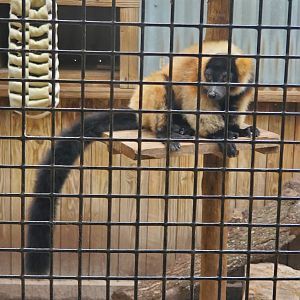 Wild Florida Safari (2022) - Hybrid Ruffed Lemur (allegedly)