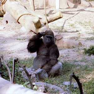 “Nior” The Western Lowland Gorilla（Gorilla Gorilla Gorilla）
