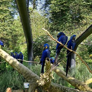 Hyacinth Macaws