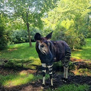 Okapi