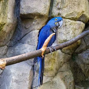 Hyacinth Macaw