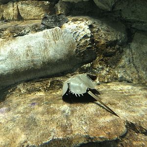Horseshoe Crab