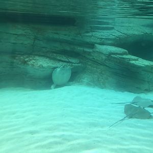 Tortellini the Sea Turtle with Buoyancy Issues