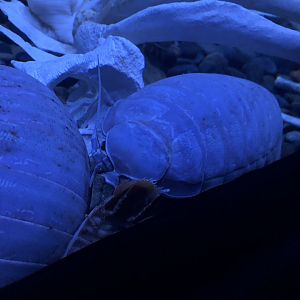 Giant Isopod
