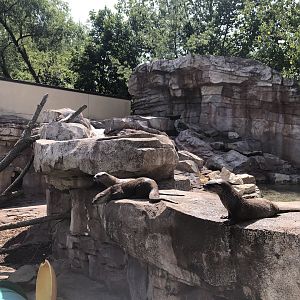 River Otters